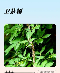 卫矛什么时候掉叶子