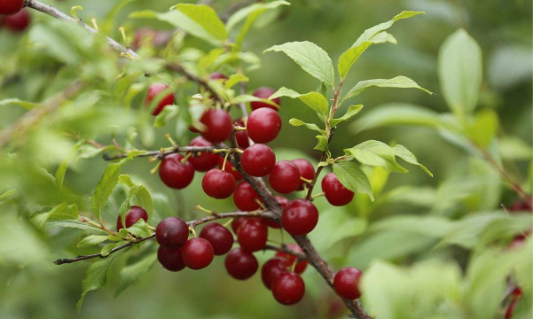 郁李学名叫什么