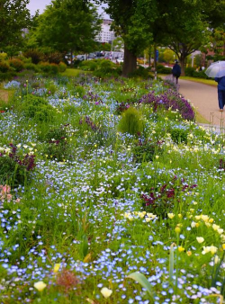 草坪上可以种什么花