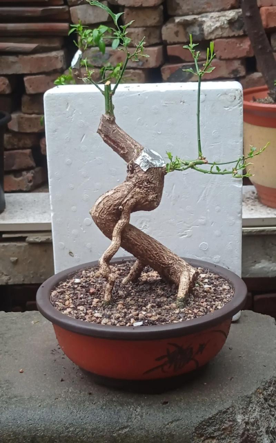 如何养好卫矛盆景