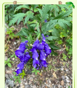 乌头花是什么形状的