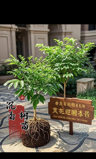 最贵的树苗是什么树苗