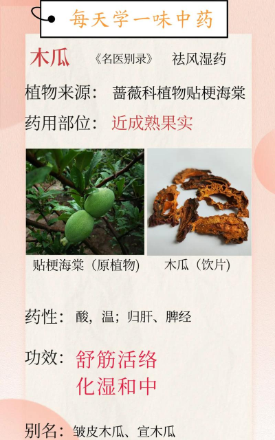 贴梗海棠如何药用