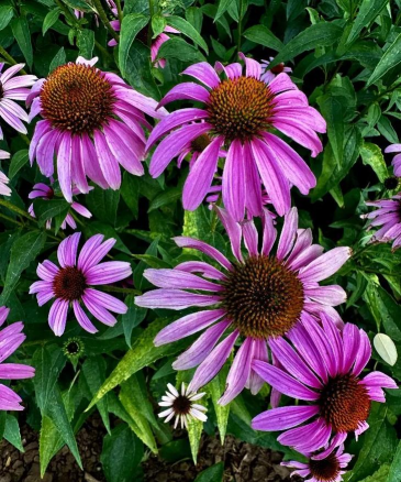 紫松果菊是什么果