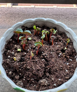 家庭养花用生根粉