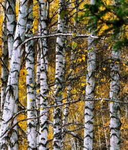 什么树能在冬天生活