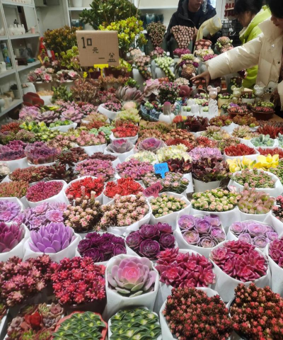 家庭养花用生根粉