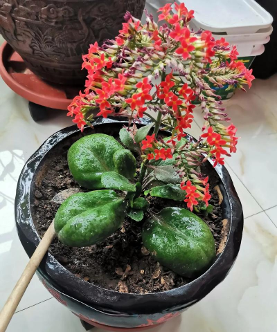 家庭养花用生根粉