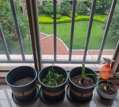 家庭养花用生根粉