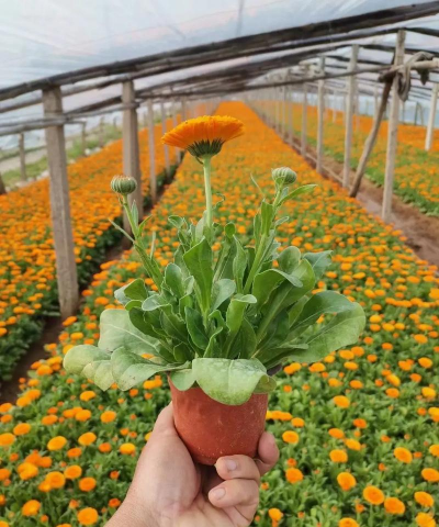 金盏花什么季节生长