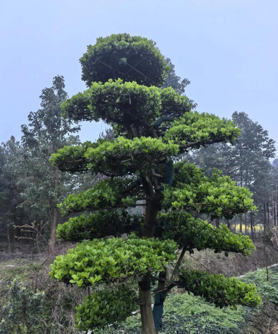 黄扬如何造型好看