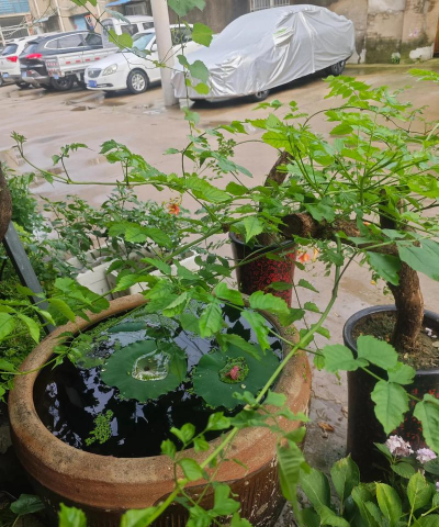 家庭养花用生根粉