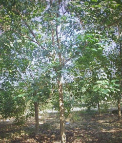 重阳木繁殖栽培技术