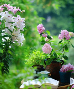 家庭养花用生根粉