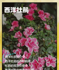 西洋杜鹃花语是什么