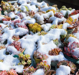 北京冬天多肉怎么过冬