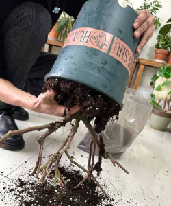 家庭养花用生根粉