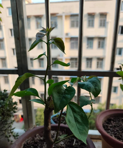 红粉佳人侧芽怎么移植