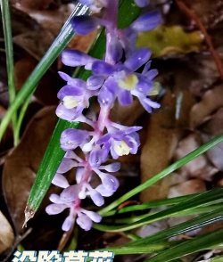 沿级草什么季节开花