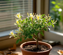 室内金银花怎么养殖