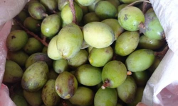 如何辨别橄榄花皮