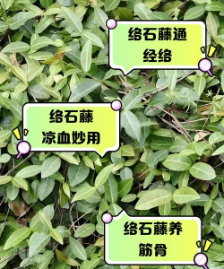 络石藤可以和什么泡水喝