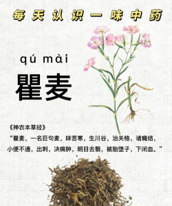 巨麦的别名都有什么