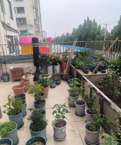 家庭养花用生根粉