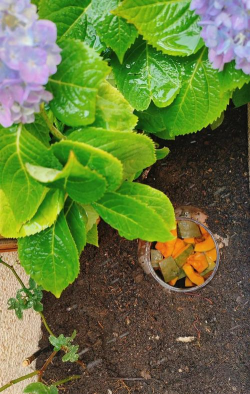 家庭养花用生根粉