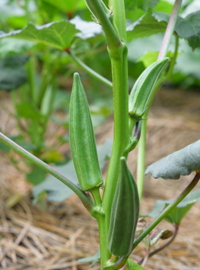 绿化景观设计，提升环境品质，创造宜人空间