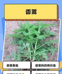 蒿下面放个木怎么读