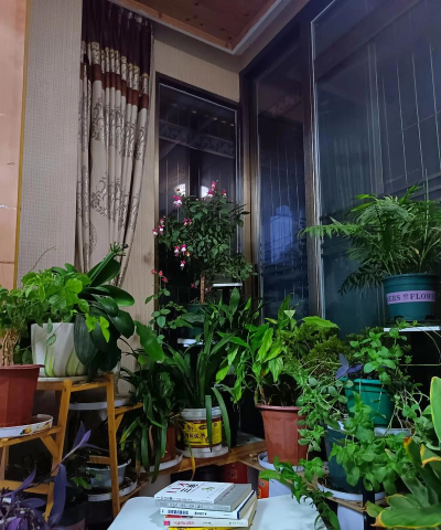 家庭养花用生根粉