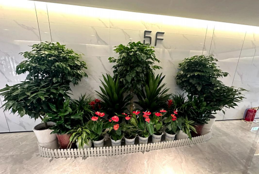 家庭养花用生根粉