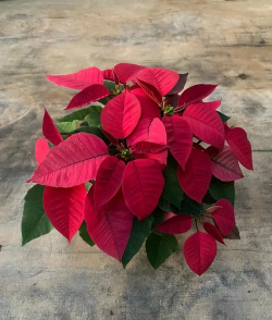 装点圣诞的圣诞红怎么养护