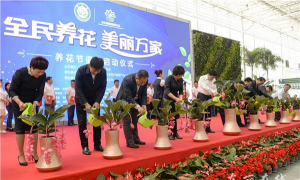 家庭养花用生根粉