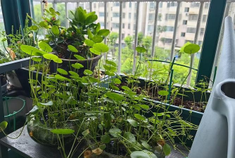 家庭养花用生根粉