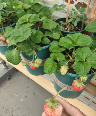 家庭养花用生根粉