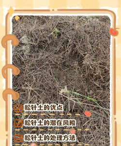 栽山松用什么土