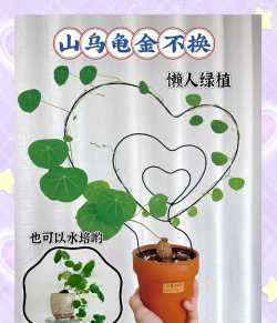 地不容在家如何养