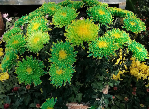 家庭养花用生根粉