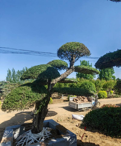 白蜡树能嫁接什么