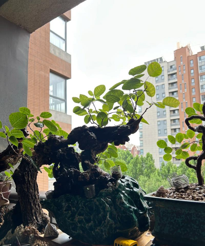 黄栌怎么样叶子不掉