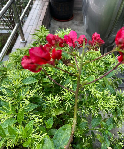 家庭养花用生根粉