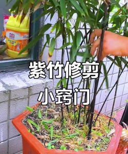 紫竹如何修剪成型