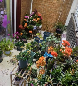 家庭养花用生根粉