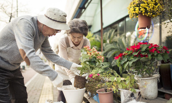 家庭养花用生根粉