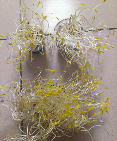 豆芽花长什么样子