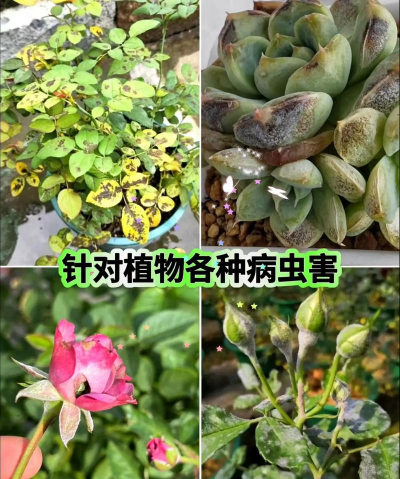 家庭养花用生根粉