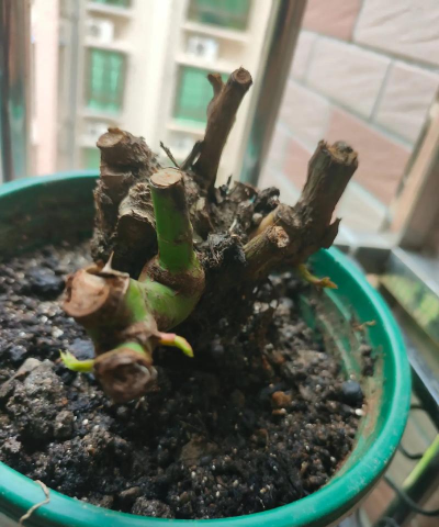 蜜桃雪山如何种植