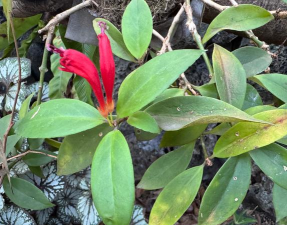 口红花属于什么科植物